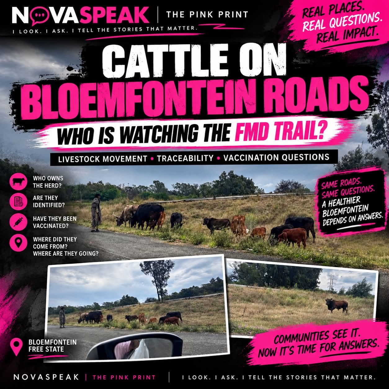 CATTLE ON BLOEMFONTEIN’S ROADS